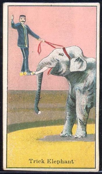Trick Elephant
